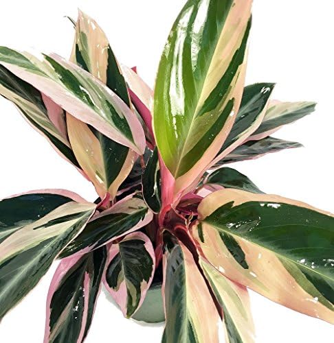 Tricolor Prayer Plant - Stromanthe triostar - Easy to Grow House Plant - 4" Pot Tricolor Prayer Plant - Stromanthe triostar - Easy to Grow House Plant - 4" Pot