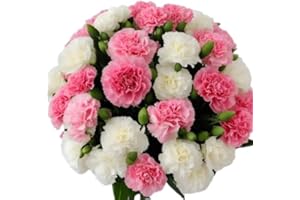 KaBloom Flowers - 12 Pink And White Carnation Without Vase - Gift for Birthday, Anniversary, Get Well, Thank You, Valentine, Mother’s Day Fresh Flowers