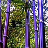 New Rare Purple Bamboo, 30+ Seeds