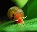 Aquatic Discounts 70+ Feeder/Cleaner Ramshorn Snails, 1/6-1/3 inch - Excellent Tank Cleaners + Great Natural Food for Your Puffers, Loaches, Crayfish, Turtle!!!