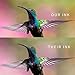 5PK Dye Refill Ink 70ml Compatible with GI-290 (2X Black 135ml / 1X Cyan Magenta Yellow 70ml) by ALLINKTONERPIXMA G4200, PIXMA G3200, PIXMA G2200, PIXMA G1200 Printers