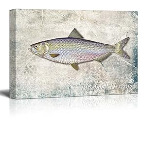 Multicolor Blueback Herring Fish Illustration on a Textured Background - Canvas Art Home Art - 12x18 inches