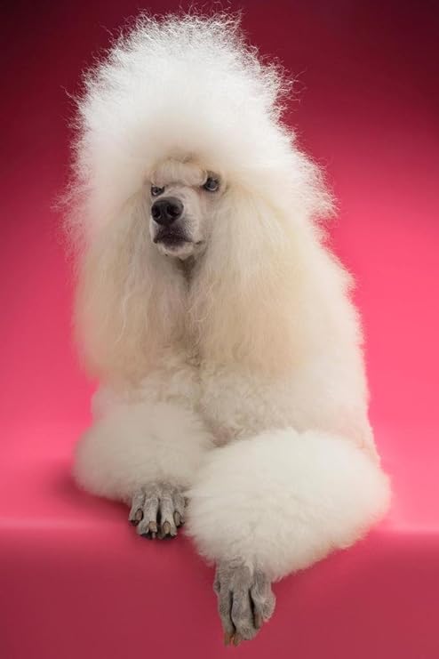 large white poodle