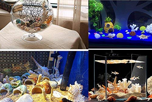 135 PCS Mini Sea Shells Mixed Beach Seashells Starfish, Colorful Natural Seashells Perfect Accents for Candle Making,Home Decorations, Beach Theme Party Wedding Décor, Fish Tank and Vase Fillers