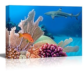 Canvas Prints Wall Art - Photo of a Coral Colony, Red Sea, Egypt | Modern Wall Decor/Home Decoration Stretched Gallery Canvas Wrap Giclee Print. Ready to Hang - 12" x 18"