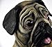 Accoutrements Pug Mask