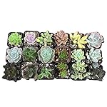 CAL Farms 2" Beautiful Assorted Variety Succulents for Weddings or Party Favors or Succulent Gardens (Pack of 36)