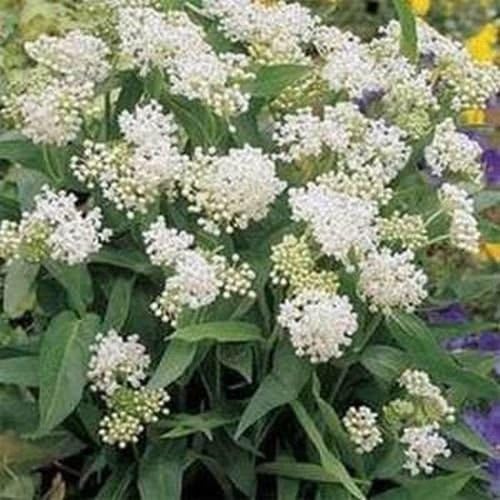 Milkweed- Swamp - White -Asclepias Incarnata- 25 Seeds