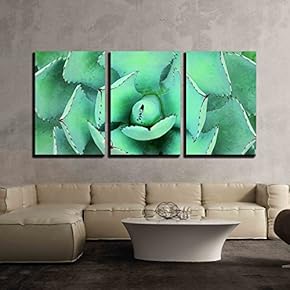3 Piece Canvas Wall Art - Top View of a Cactus - Modern Home Art Stretched and Framed Ready to Hang - 16"x24"x3 Panels