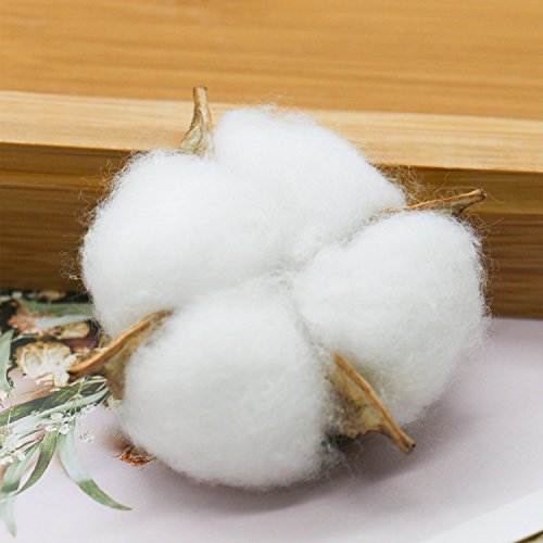 Buorsa 10 Pcs Dried Cotton Bolls White Cloud Cotton Balls Cotton Boll Decor