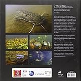 Image de Poissons d'eau douce de Guyane : Plongée dans les eaux de l'Amazonie Française