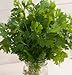 David's Garden Seeds Herb Cilantro Marino D3858A (Green) 500 Organic Seeds