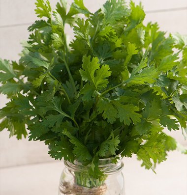 David's Garden Seeds Herb Cilantro Marino D3858A (Green) 500 Organic Seeds