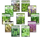 3175++ Seeds Super Herb Bulk 11 Varieties