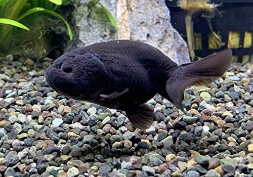 Amazon タイ産 黒らんちゅう Sm 1匹 オリジナル 観賞魚 水中生物 通販