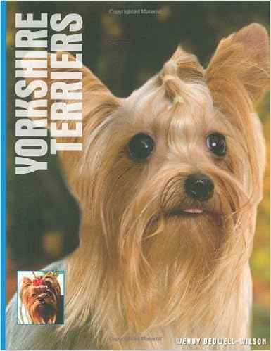 Yorkshire Terriers �n�[�h�J�o�[  - 2007/11/1