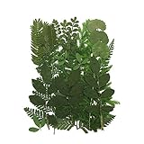 Assorted Colorful Daisies Leaves Hydrangeas Real Dried Pressed Flowers for Nail Resin Making Art Craft