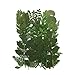 Assorted Colorful Daisies Leaves Hydrangeas Real Dried Pressed Flowers for Nail Resin Making Art Craft