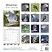 African Greys Calendar - Just African Greys Calendar - 2015 Wall calendars - Animal Calendars - Parrot Calendars - Monthly Wall Calendar by Avonside