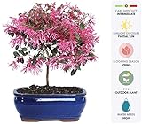 Brussel's Live Fringe Flower Outdoor Bonsai Tree - 3 Years Old; 8" to 12" Tall with Decorative Container