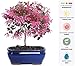 Brussel's Live Fringe Flower Outdoor Bonsai Tree - 3 Years Old; 8" to 12" Tall with Decorative Container primary
