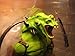 7th Kingdom The Mutant Ggruxx (Toyrocket Exclusive) Action Figure