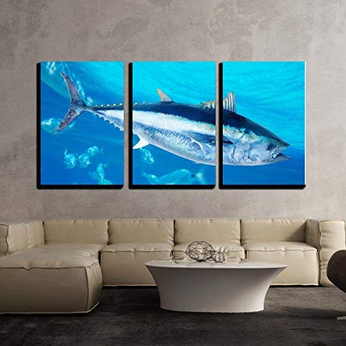 Bluefin Tuna Thunnus Thynnus Saltwater Fish In Mediterranean X3