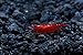 Live Freshwater Aquarium Shrimp Neocaridina (Bloody Mary (10 Pack))