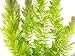 Aquatic Arts Live Hornwort Plant - 2 Extra Large Bunches of Pond Plants Over 10 Stems
