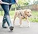 2 Hounds Design Freedom No-Pull Dog Harness with Leash, Large, 1-Inch Wide, Raspberry