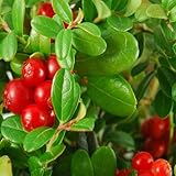 Outsidepride Cranberry - 250 Seeds
