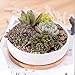 Y&M(TM) Succulent Planter Ceramic with Bamboo Tray, 6 inch Modern White Ceramic Round Design for Succulent Planter Cactus Pots Decorative Flower Holder Bowl Basin,Tub