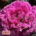 New Arrival! Ornamental kale and cabbage seeds edible garden and family sightseeing apply red and white 30 seeds