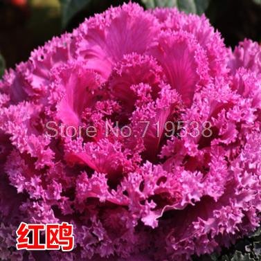 New Arrival! Ornamental kale and cabbage seeds edible garden and family sightseeing apply red and white 30 seeds New Arrival! Ornamental kale and cabbage seeds edible garden and family sightseeing apply red and white 30 seeds