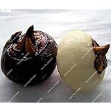 100pcs/ bag Fruit Water Chestnut Seeds Organic Delicious Herbaceous Bonsai Potted Vegetables Plant Frutas Sementes Easy to Grow