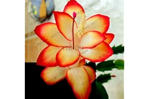 Kasuki 100pcs/bag schlumbergera Flores Christmas Cactus Plant plantas,Multiple Color,Bonsai Plant for Home and Garden,Easy to