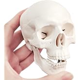 EVOTECH SCIENTIFIC Human Skull Anatomy Model, 3 Parts 1/2 Life Size, 1 Pack | Palm-Sized Anatomy Skull Model with Removable Skull Cap &amp; Full Set Teeth for Medical School Teaching-Learning Demonstration