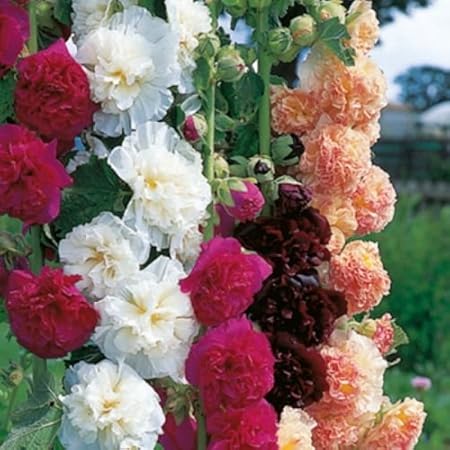 Hollyhock Double Mixed Flower Seeds -Alcea Rosea -Mixed Colour Pack of 30 Seeds. by Seedscare India
