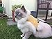 Mynwood Cat Jacket/Harness Caramel Adult Cat