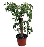Ming Aralia Pre-Bonsai Tree - Polyscias fruticosa - Indoor - Thick Trunk -4