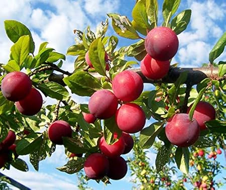 Plant House Live Aloo Bukhara-Indian Plum Fruit Plant with Pot