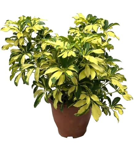 where to buy tiger lily plants 10 LEOPARD LILY California Tiger Lily Panther Lilium Pardalinum Yellow –  Seedville USA