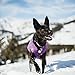 Kurgo Loft Dog Jacket, Reversible Dog Coat, Wear with Harness or Sweater, Water Resistant, Reflective, Winter Coat For Large Dogs (Deep Violet, L)