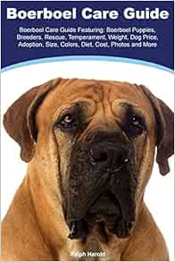 boerboel puppies price