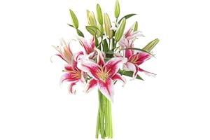 KaBloom Flowers - Gentle Sympathy Sentiments Bouquet of 5 Pink stargazer lily Without Vase - Gift for Birthday, Sympathy, Anniversary, Get Well, Thank You, Valentine, Mother’s Day Fresh Flowers