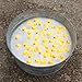 BleuZoo Mini Rubber Ducks | Baby Bath Toy | Bulk Gag Gift Pranks Practical Jokes Birthday Party Favors Decorations Baby Shower | Yellow Duckies - (50 Pack)