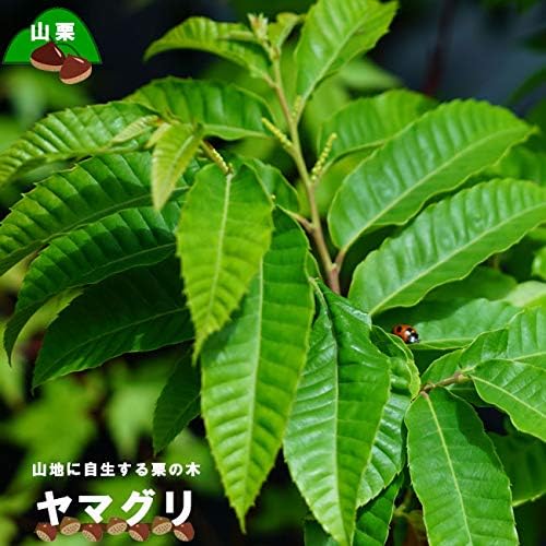 ヤマグリ 山栗 里の木シリーズ ファクトリーアウトレット 柴栗とも呼ばれる自生の栗の木 落葉樹 庭木