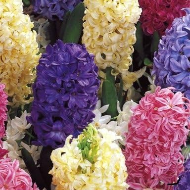 Mixed Bedding Hyacinth Bulbs x 100 Great Value Bulbs