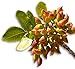 Sweet pistachio cream (40% pistachios) 190 g, Brontedolci/Italy