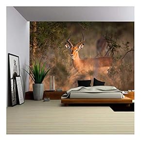 Impala (Near Kruger National Park - Canvas Art Wall Decor - 66x96